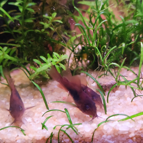 Corydoras aeneus