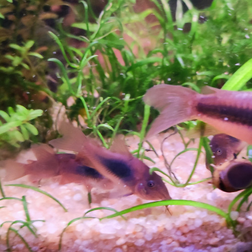 Corydoras aeneus