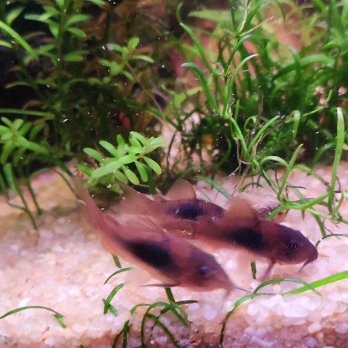 Corydoras aeneus