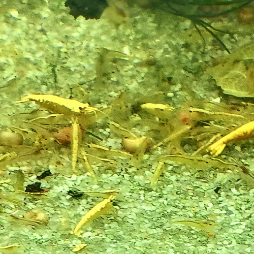 Crevettes neocaridinae