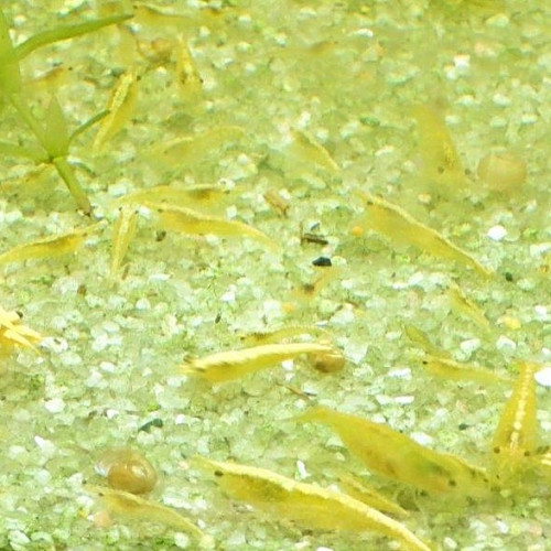 Crevettes neocaridinae
