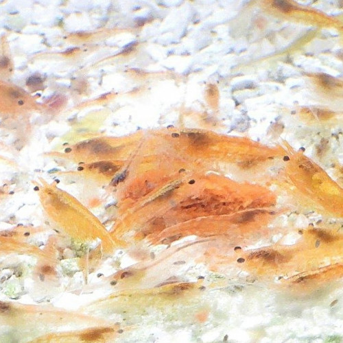 Crevettes neocaridinae