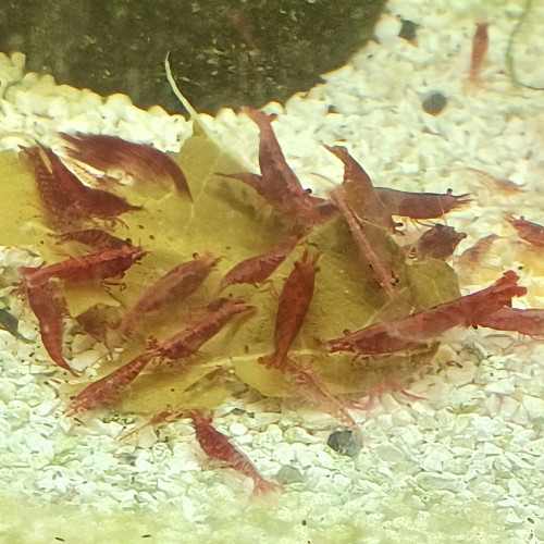 Crevettes neocaridinae