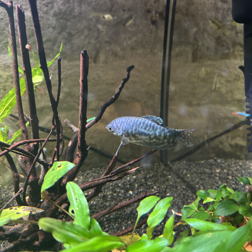 Couple Gourami