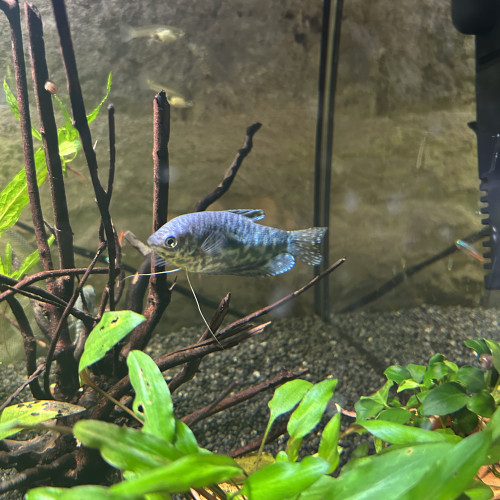 Couple Gourami