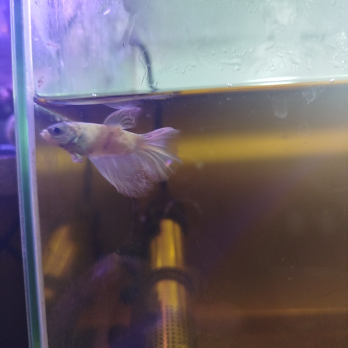 Bettas poissons combattant