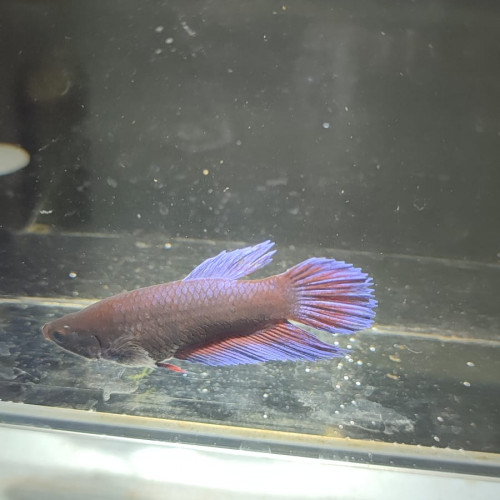 Bettas poissons combattant