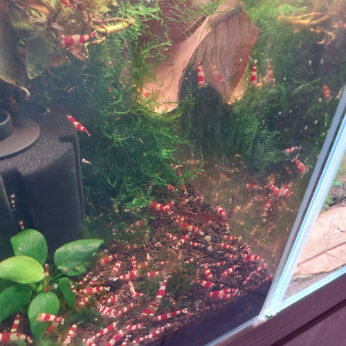 Caridina Crystal Red (CRS) lot de 12  (sur sol neutre et/ou sol technique)