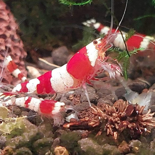 Caridina Crystal Red (CRS) lot de 12  (sur sol neutre et/ou sol technique)