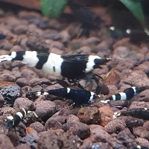 Lot de 12 Panda Caridina