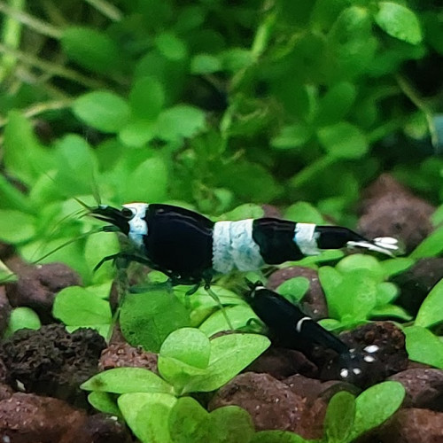 Lot de 12 Panda Caridina