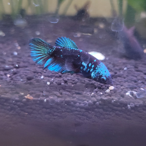 Femelle betta galaxy plakat koi