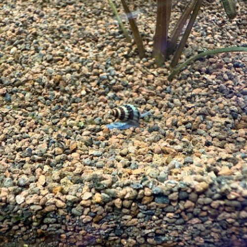 escargots assassin a vendre Anentome helena