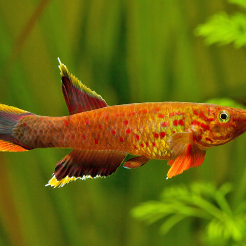 Aphyosemion australe (Cap Lopez)