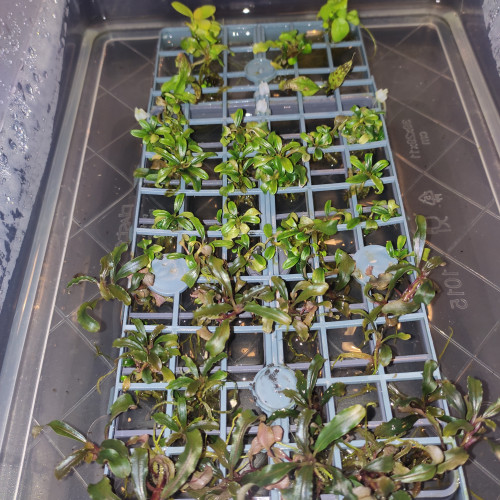 Bucephalandra Kedagang / Needle Leaf