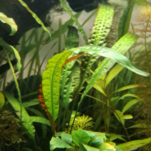 Lot de plantes d'aquarium