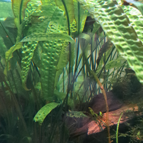 Lot de plantes d'aquarium