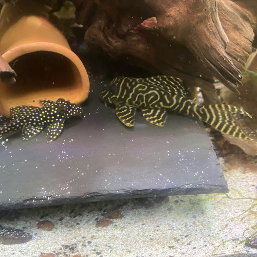 Bonjour suite à un changement de projet disponible Andresy 78  (Yvelines)