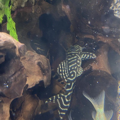 Bonjour suite à un changement de projet disponible Andresy 78  (Yvelines)