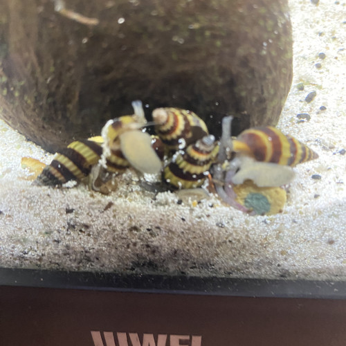 Bonjour suite à un changement de projet disponible Andresy 78  (Yvelines)