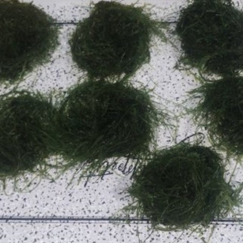 Bonjour suite à un changement de projet disponible Andresy 78  (Yvelines)