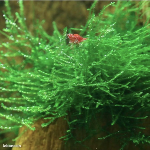 Bonjour suite à un changement de projet disponible Andresy 78  (Yvelines)