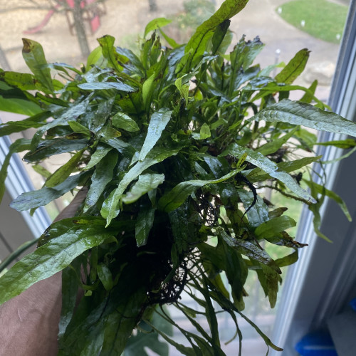 Bonjour suite à un changement de projet disponible Andresy 78  (Yvelines)