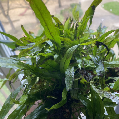 Bonjour suite à un changement de projet disponible Andresy 78  (Yvelines)