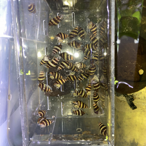 Bonjour suite à un changement de projet disponible Andresy 78  (Yvelines)