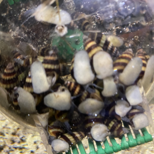 Bonjour suite à un changement de projet disponible Andresy 78  (Yvelines)