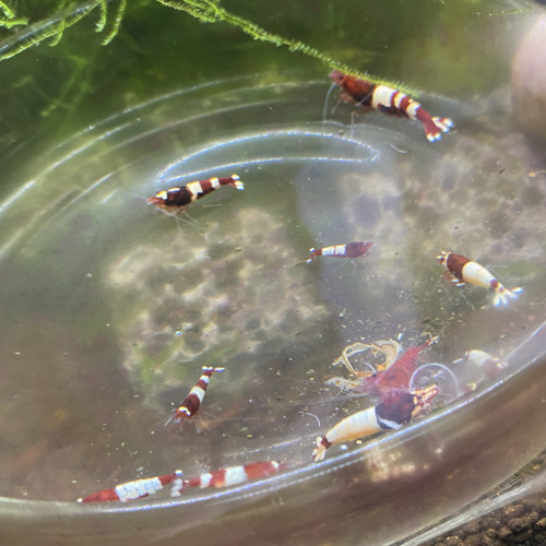 Bonjour suite à un changement de projet disponible Andresy 78  (Yvelines)