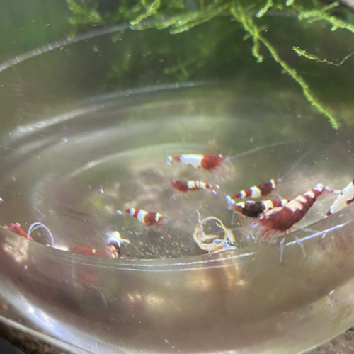 Bonjour suite à un changement de projet disponible Andresy 78  (Yvelines)