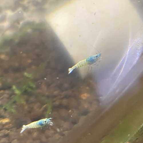 Bonjour suite à un changement de projet disponible Andresy 78  (Yvelines)