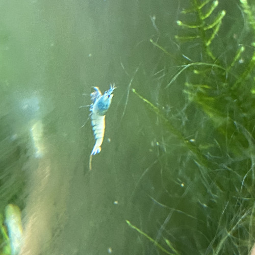 Bonjour suite à un changement de projet disponible Andresy 78  (Yvelines)