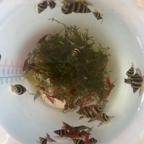 Bonjour suite à un changement de projet disponible Andresy 78  (Yvelines)