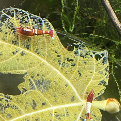 Bonjour suite à un changement de projet disponible Andresy 78  (Yvelines)