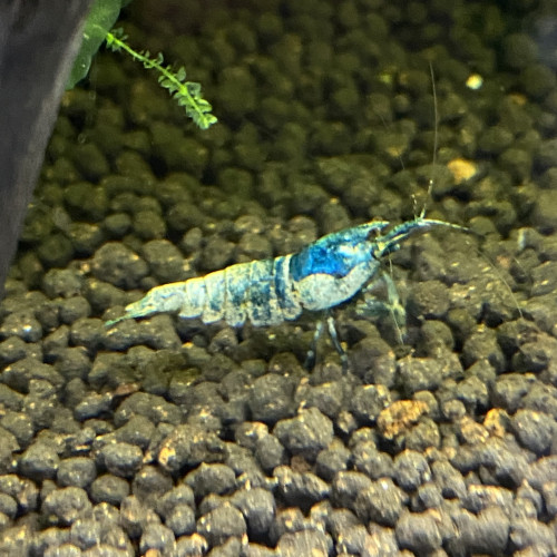 Bonjour suite à un changement de projet disponible Andresy 78  (Yvelines)