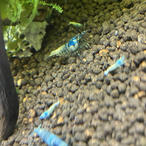 Bonjour suite à un changement de projet disponible Andresy 78  (Yvelines)