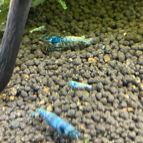 Bonjour suite à un changement de projet disponible Andresy 78  (Yvelines)