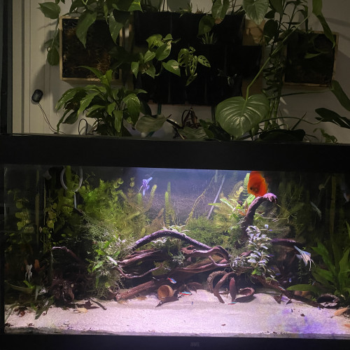 Bonjour suite à un changement de projet disponible Andresy 78  (Yvelines)