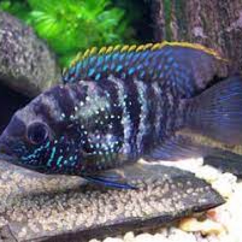 Cichlidés Américain