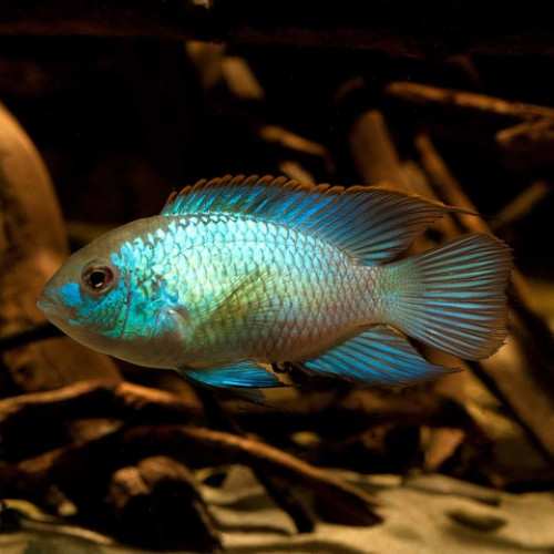 Cichlidés Américain