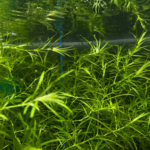 Najas : plante facile croissance rapide !