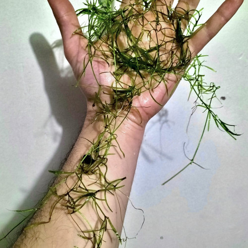 Najas : plante facile croissance rapide !