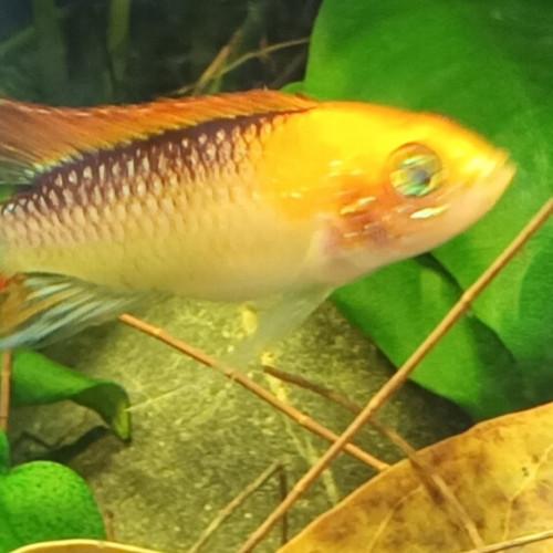 Recherche Apistogramma Agassizi Femelle