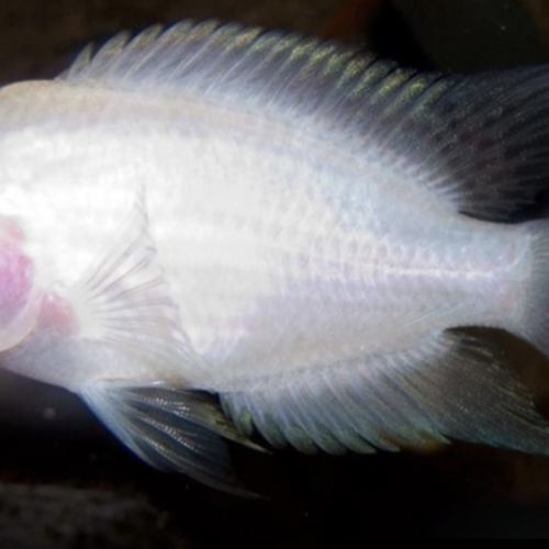 Couple de cichlidés zébré/ nigro