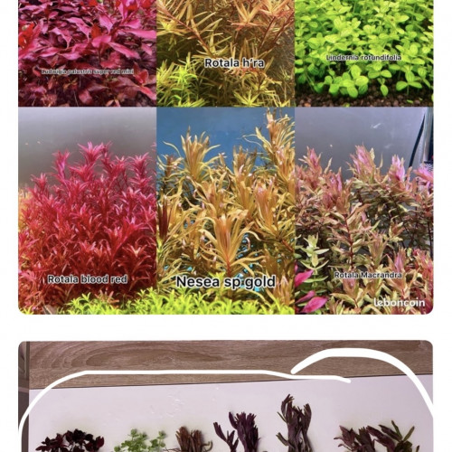 6 varieties of plants aquarium