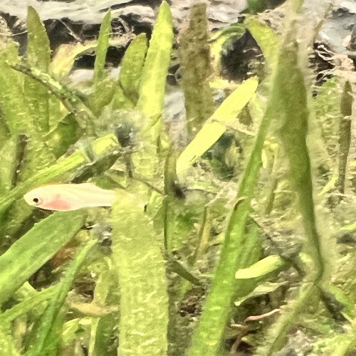 Donne alvins Xyphophorus