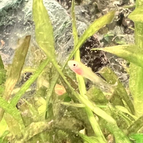 Donne alvins Xyphophorus