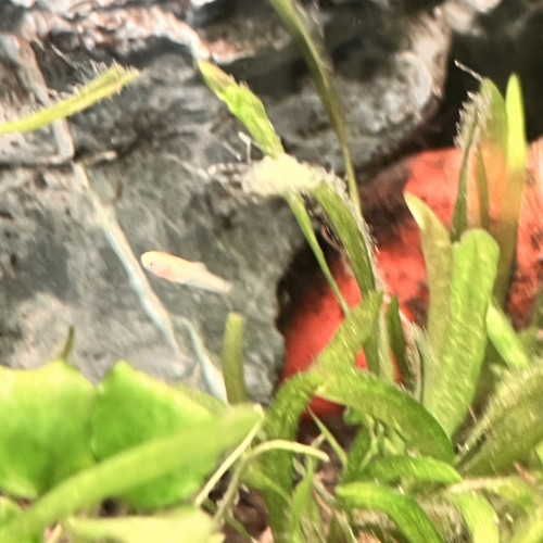 Donne alvins Xyphophorus